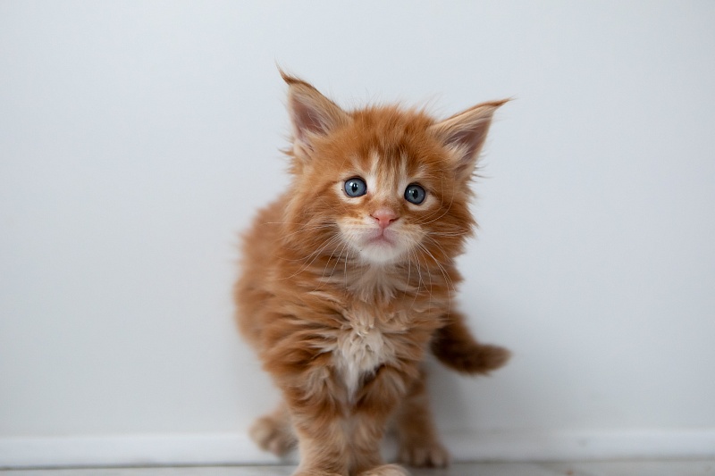 El Dorado Monterini - Kitten maine-coon 1 month 0.5 weeks