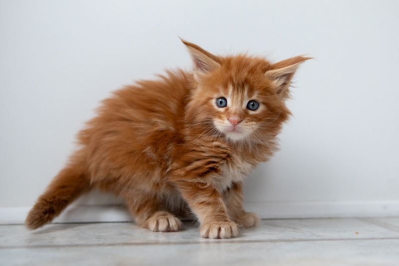 El Dorado Monterini - Kitten maine-coon 1 month 0.5 weeks
