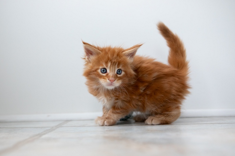 El Dorado Monterini - Kitten maine-coon 1 month 0.5 weeks