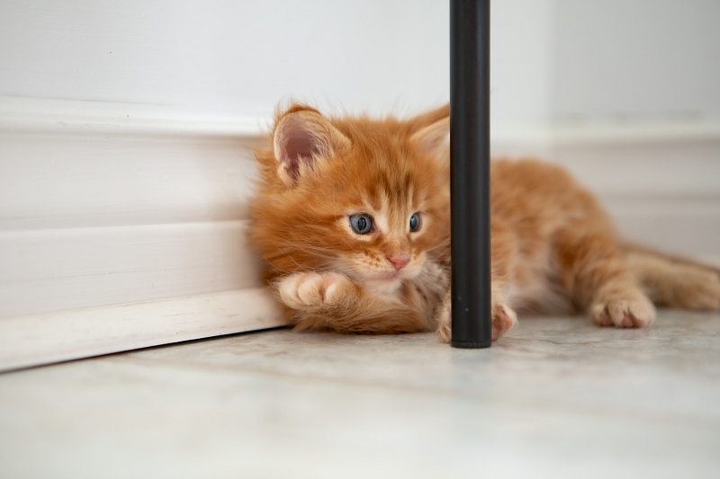 El Dorado Monterini - Kitten maine-coon 1 month 0.5 weeks