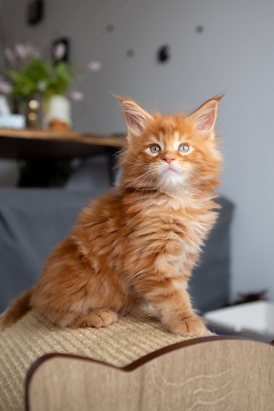 El Dorado Monterini - Kitten maine-coon 1 month 3.5 weeks