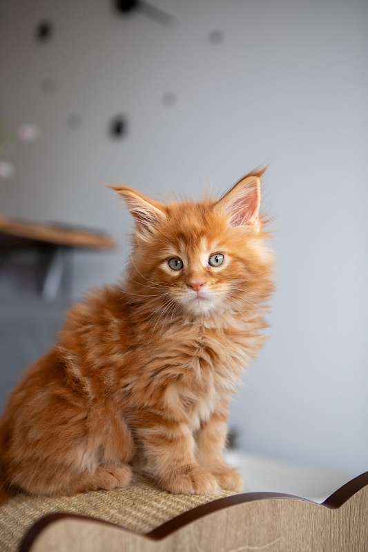 El Dorado Monterini - Kitten maine-coon 1 month 3.5 weeks
