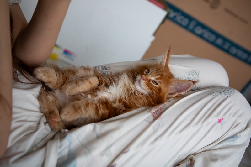 El Dorado Monterini - Kitten maine-coon 1 month 3.5 weeks