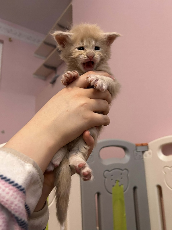 Eggnog Monterini - Kitten maine-coon 3.5 weeks