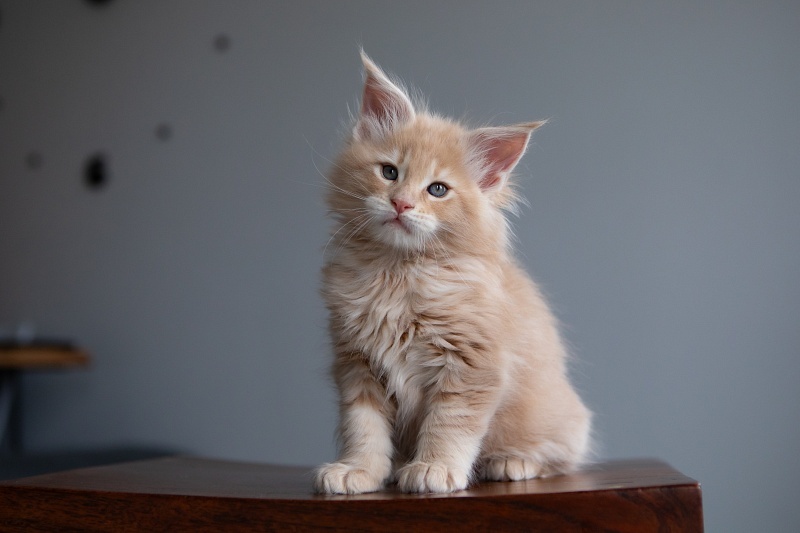 Eggnog Monterini - Kitten maine-coon 1 month 3.5 weeks