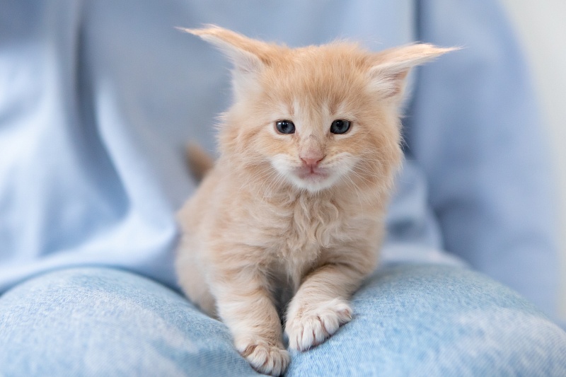 Eggnog Monterini - Kitten maine-coon 1 month 0.5 weeks