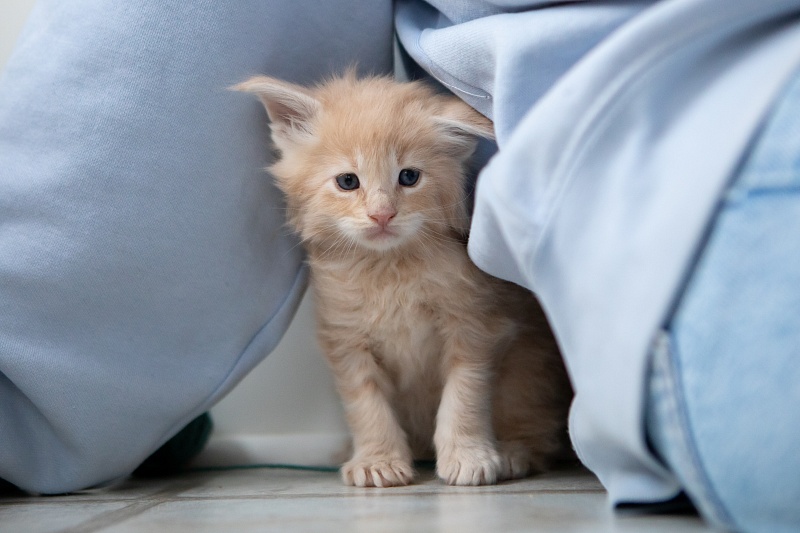 Eggnog Monterini - Kitten maine-coon 1 month 0.5 weeks