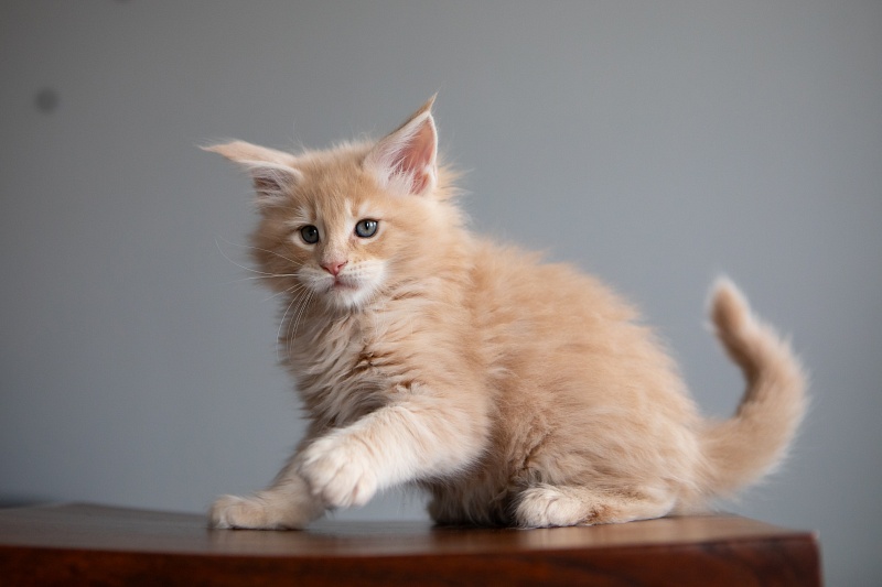 Eggnog Monterini - Kitten maine-coon 1 month 3.5 weeks