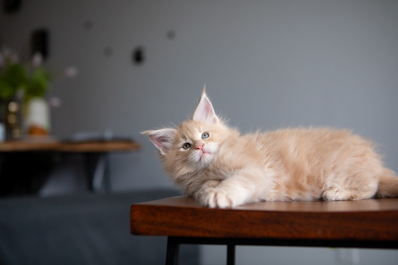 Eggnog Monterini - Kitten maine-coon 1 month 3.5 weeks