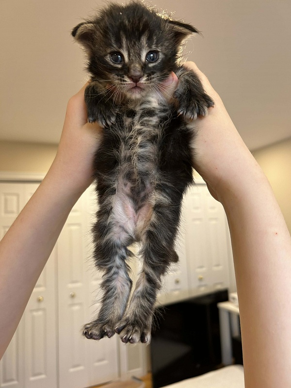 Espresso Monterini - Kitten maine-coon 2.5 weeks