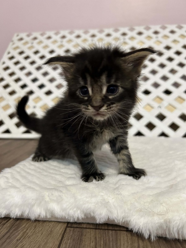 Espresso Monterini - Kitten maine-coon 3.5 weeks