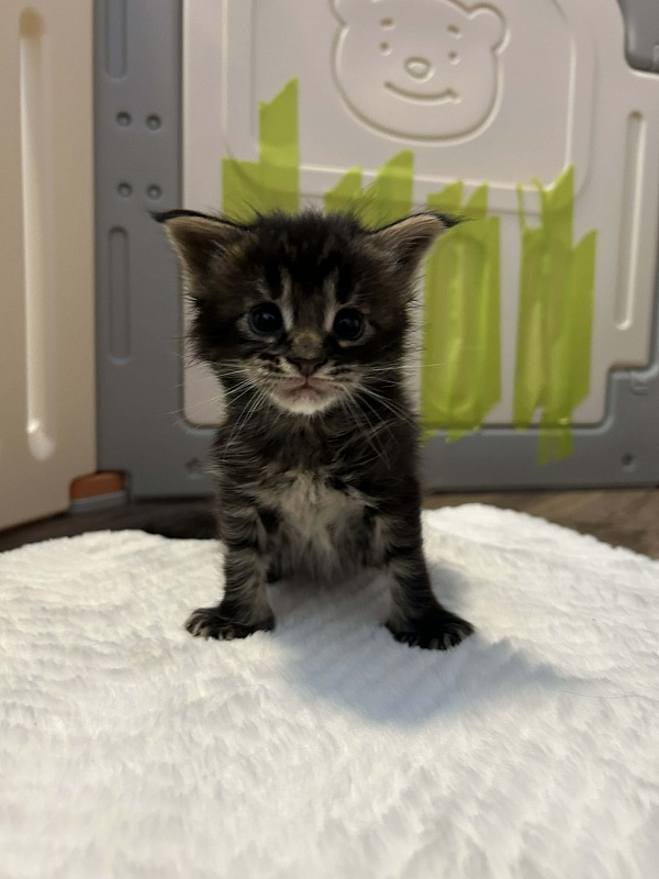Espresso Monterini - Kitten maine-coon 3.5 weeks