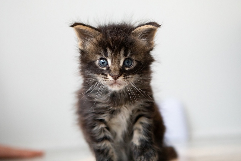 Espresso Monterini - Kitten maine-coon 1 month 0.5 weeks
