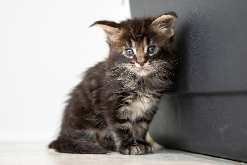 Espresso Monterini - Kitten maine-coon 1 month 0.5 weeks