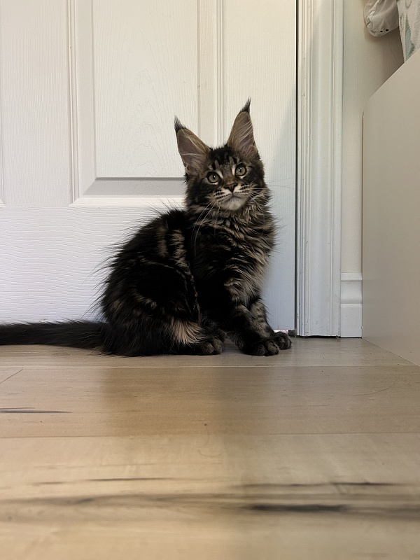 Espresso Monterini - Kitten maine-coon 3 months 1 week