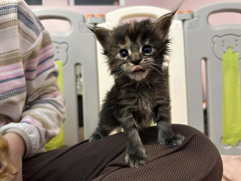 Essa Monterini - Kitten maine-coon 3.5 weeks