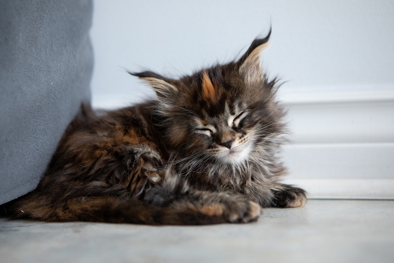 Essa Monterini - Kitten maine-coon 1 month 3.5 weeks
