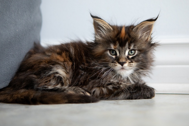 Essa Monterini - Kitten maine-coon 1 month 3.5 weeks