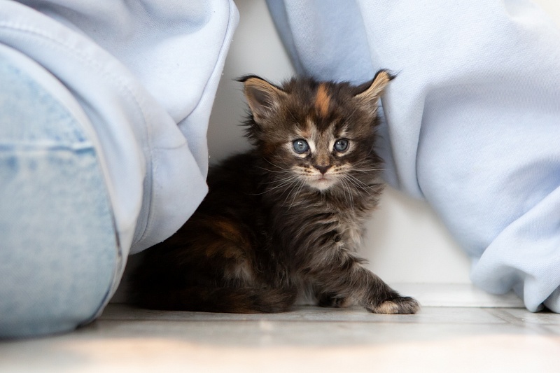 Essa Monterini - Kitten maine-coon 1 month 0.5 weeks
