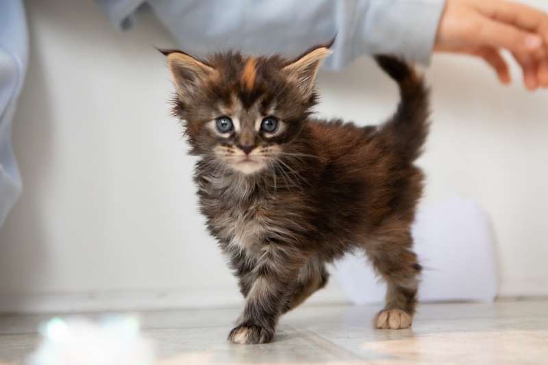 Essa Monterini - Kitten maine-coon 1 month 0.5 weeks