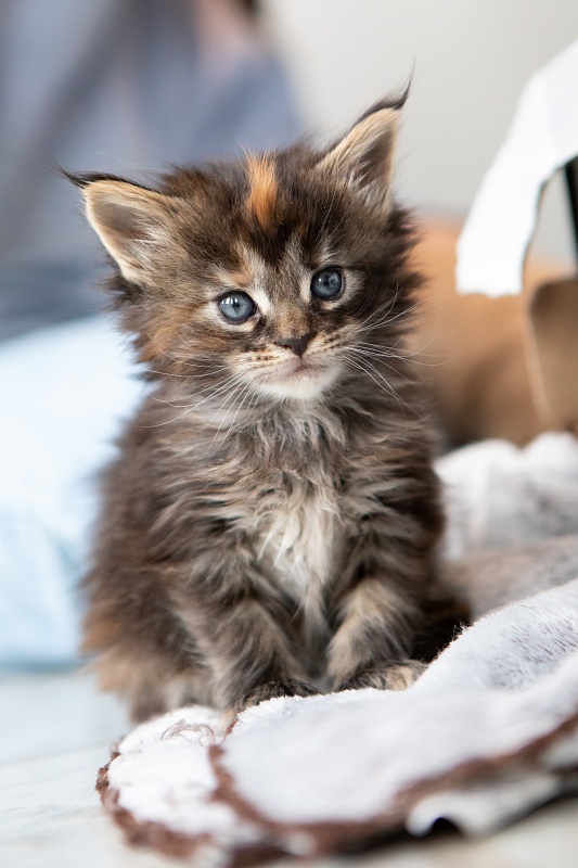 Essa Monterini - Kitten maine-coon 1 month 0.5 weeks