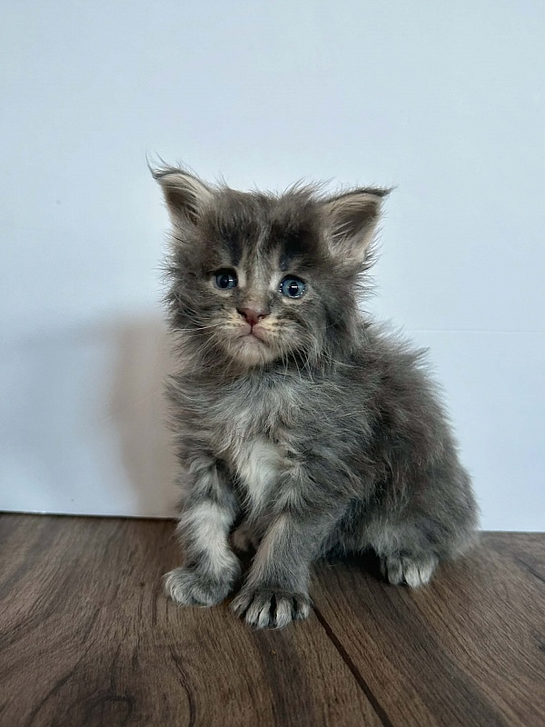 Electra  Monterini - Kitten maine-coon 3.5 weeks