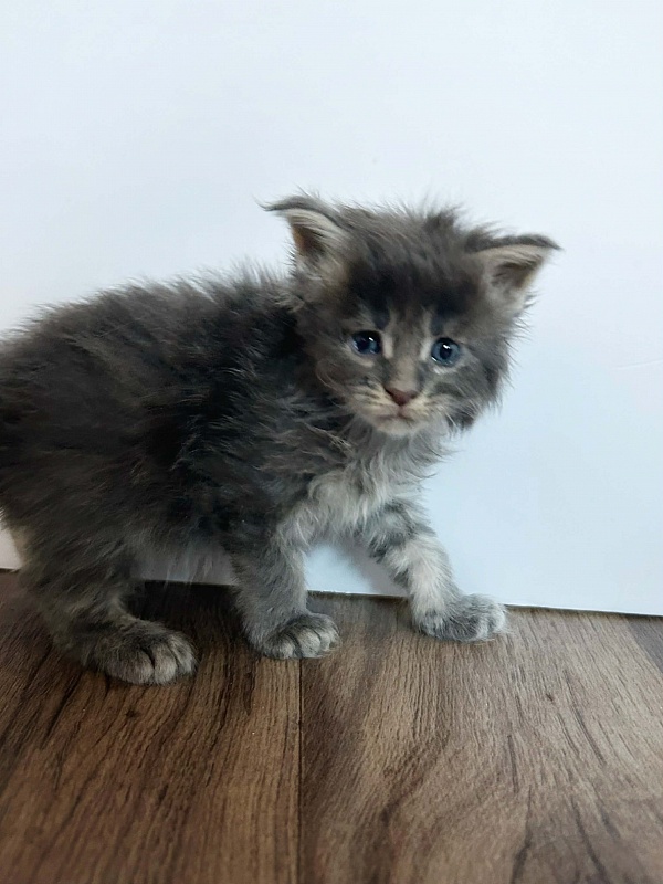 Electra  Monterini - Kitten maine-coon 3.5 weeks