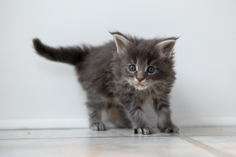 Electra  Monterini - Kitten maine-coon 1 month 0.5 weeks