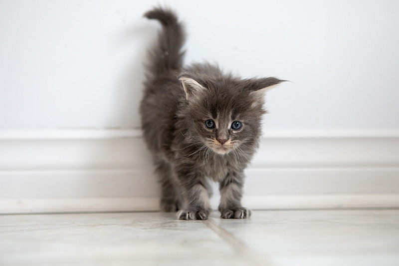 Electra  Monterini - Kitten maine-coon 1 month 0.5 weeks