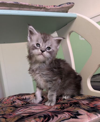 Flo-Flo Monterini - Kitten maine-coon 1 month