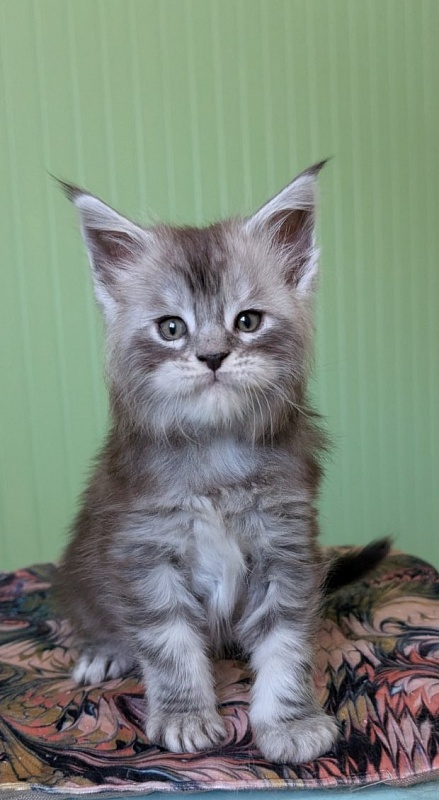 Flo-Flo Monterini - Kitten maine-coon 1 month 1.5 week