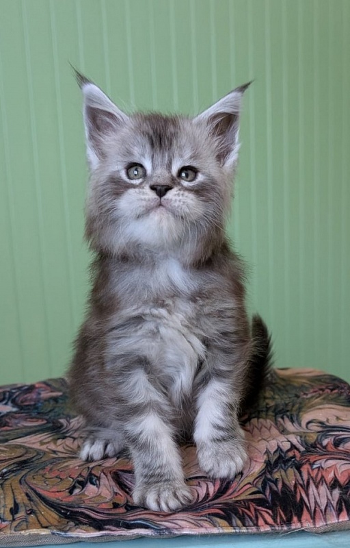 Flo-Flo Monterini - Kitten maine-coon 1 month 1.5 week