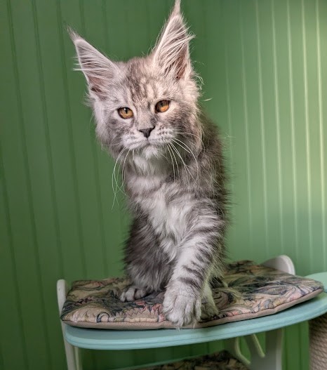 Flo-Flo Monterini - Kitten maine-coon 2 months 4 weeks