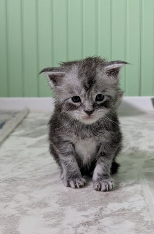 Flo-Flo Monterini - Kitten maine-coon 3 weeks