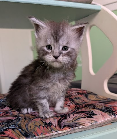 Flo-Flo Monterini - Kitten maine-coon 1 month