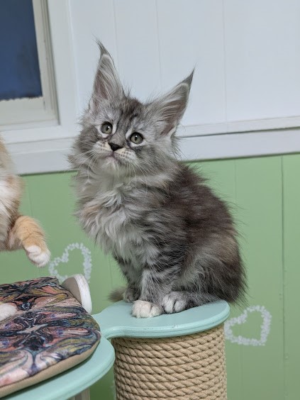 Fiammetta Monterini - Kitten maine-coon 1 month 3 weeks