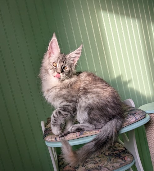 Fiammetta Monterini - Kitten maine-coon 2 months 4 weeks