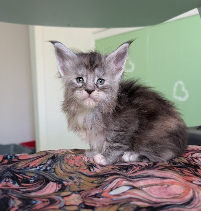 Fiammetta Monterini - Kitten maine-coon 1 month