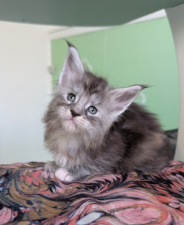 Fiammetta Monterini - Kitten maine-coon 1 month