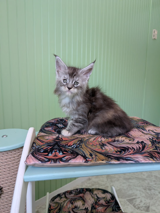 Fiammetta Monterini - Kitten maine-coon 1 month 1.5 week