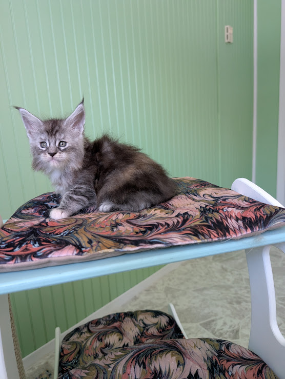 Fiammetta Monterini - Kitten maine-coon 1 month 1.5 week