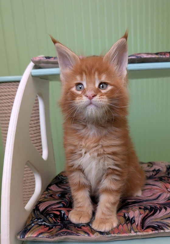 Fahrenheit Monterini - Kitten maine-coon 1 month 1.5 week