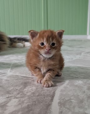 Fahrenheit Monterini - Kitten maine-coon 2.5 weeks