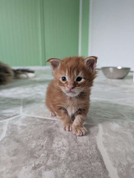Fahrenheit Monterini - Kitten maine-coon 2.5 weeks