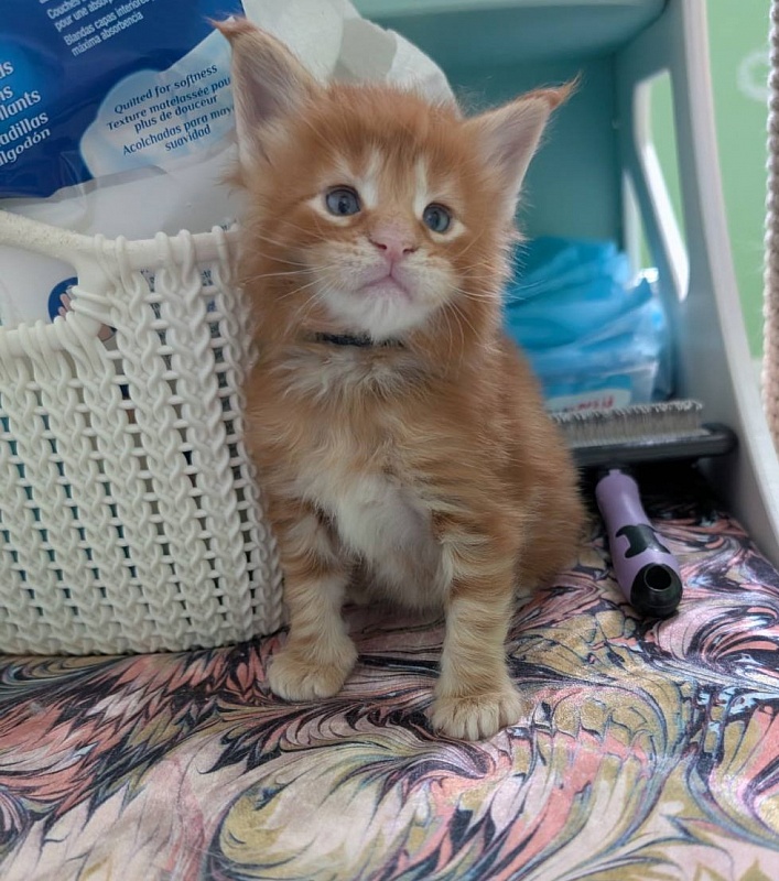Fahrenheit Monterini - Kitten maine-coon 3 weeks
