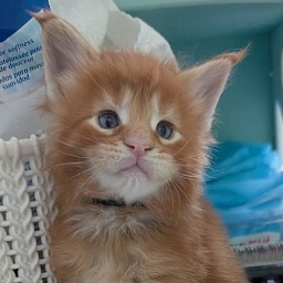 Fahrenheit Monterini