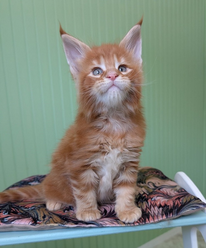 Fahrenheit Monterini - Kitten maine-coon 1 month 1.5 week