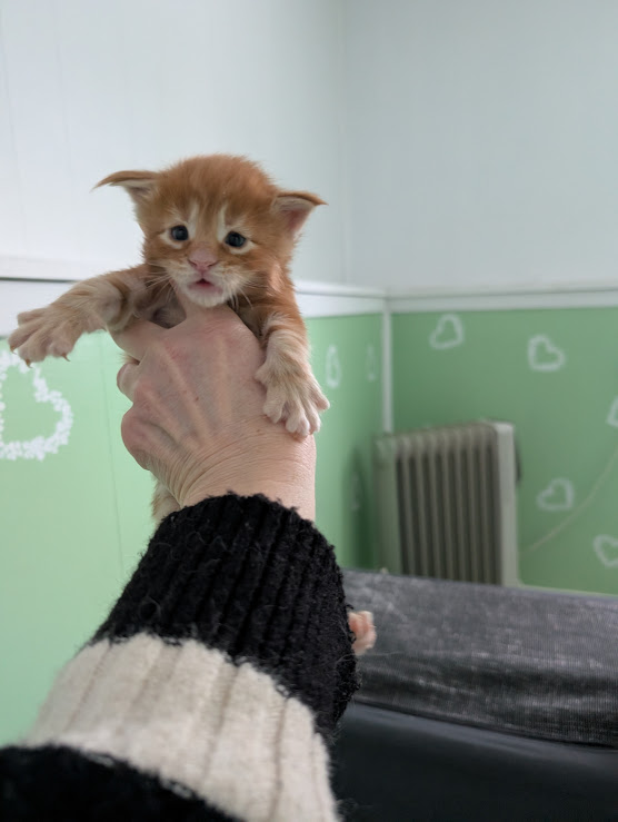 F4 Monterini - Kitten maine-coon 2.5 weeks