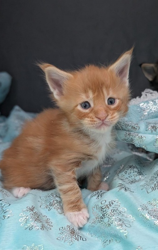 Fox Monterini - Kitten maine-coon 3 weeks