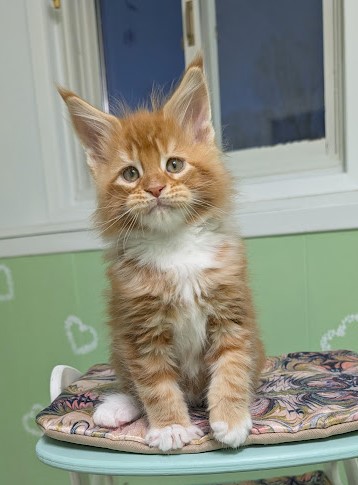 Fox Monterini - Kitten maine-coon 1 month 3 weeks